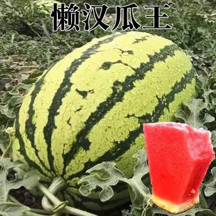 �Нh���ϷN�Ѵ�ȫ�ļ����������o������2kС��������߮a��Ƥ����