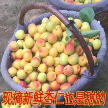 陕西现发大红杏现摘新鲜杏子梅杏时令新鲜水果5斤3斤酸甜非大黄杏