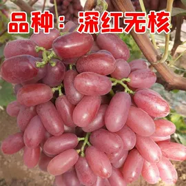 树苗;盆栽