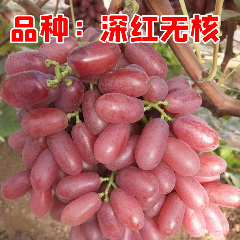深红无核