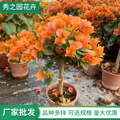 wholesale Long-term Bloom Climbing Flowering plants Bougainvillea Potted plant Flower seedlings Beautiful flowering Fujimoto flowers