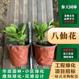重庆贵州四川八仙花大杯八仙花小杯八仙花袋苗八仙花杯苗八仙花地