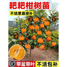 �ҰҸ̘��紺Ҋ���θ��ļ��Nֲ�����Ĵ����˸̘����������Ә����