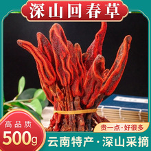 回春草野生云南新货顶天柱不老草男性滋补泡酒料回春草的作用泡水