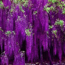 紫藤花树苗爬藤植物庭院围墙四季开花盆栽花苗绿植花卉藤蔓紫藤萝