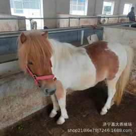 什么地方有卖骑乘马的骑乘马匹价格哪里有回收马回收矮马