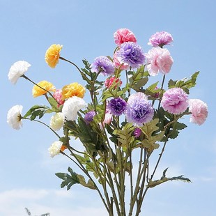 ��֦���u�nʽ5�^С���㿵��ܰСʯ�� �ٻ����滨�Ҿӻ�c�zӰ�b�