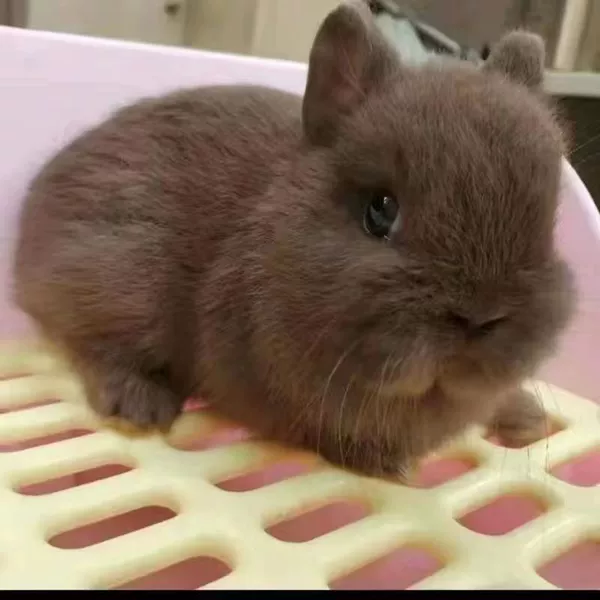Qiao Keli dwarf rabbit