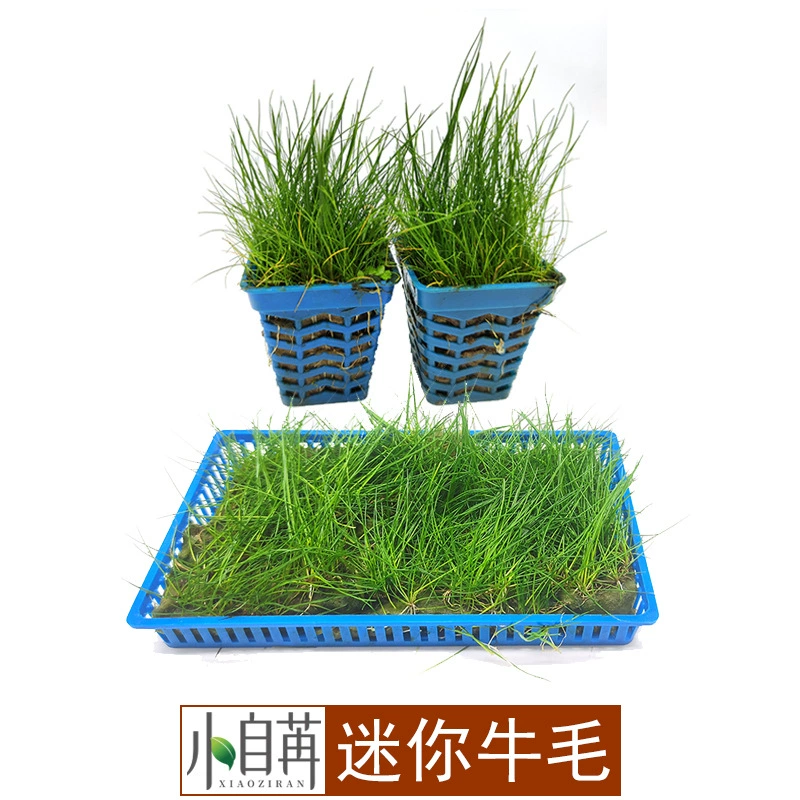 Мини-чашка для Коровьих волос в штучной упаковке аквариум настоящие водные растения Живой пейзаж перспектива трава газон луга оптом Yijia