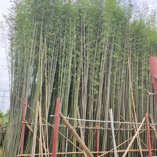 905 base direct sales of steel bamboo 2-4cm8-10 meters high bag seedlings fake seedlings of steel bamboo