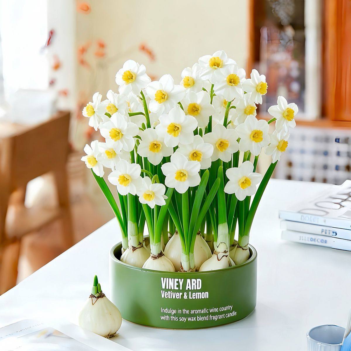 Fujian Zhangzhou Narcissus Finished Hydroponic Plants with Fragrance for Indoor Living Room Greenery and New Year Flower Potted Plants