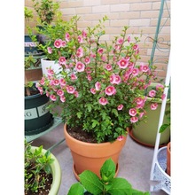 СľȻԻ̨ͥԺֲ҃Ȏ