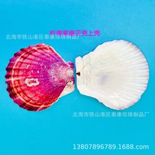 虾夷扇贝壳紫色棕色白色扇贝壳托盘贝壳油画画半壳装饰材料