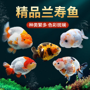 �m�۽��~��ˮ�^�p�~����~���~��ˮ���B�ͻ�С���~��ţ��ؔ�����~