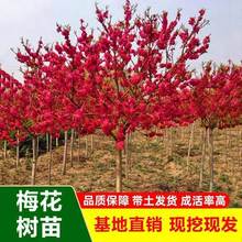 ͺt÷ߗUD÷G÷ξƷͥԺeG^p