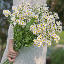 30头洋甘菊小雏菊野菊仿真花绢花假花婚庆家饰摆件装饰厂家批发