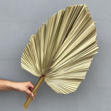 ins干花蒲扇叶棕榈叶婚礼堂背景插花假花软装北欧风干蒲葵叶芦苇