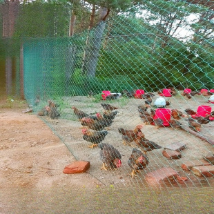 Household Poultry Chicken Barrier Net, Vegetable Garden Net, Guardrail Net, Pheasant Net, Anti-Chicken Net, Nylon Net, Thickened and Sturdy