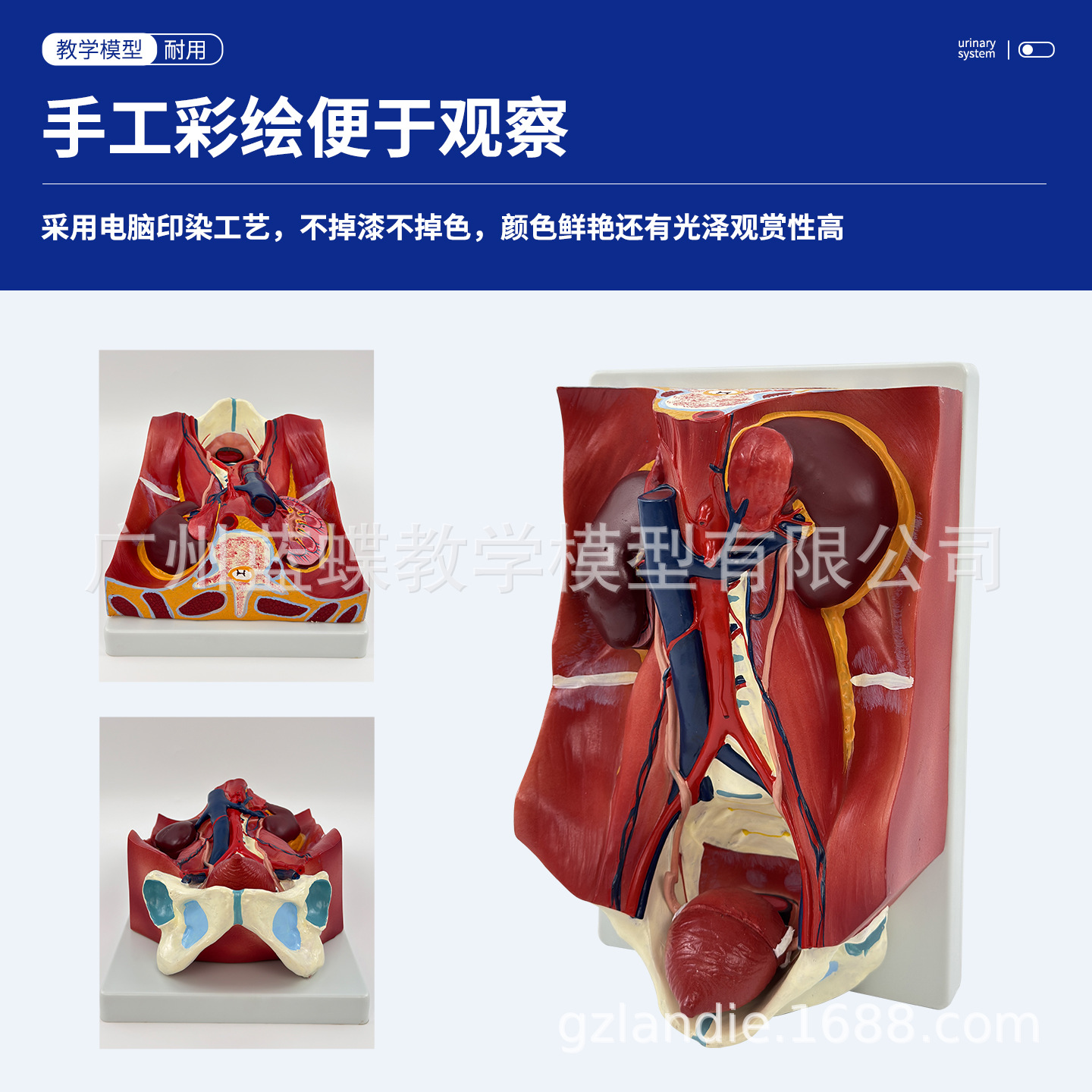 ��������ϵͳģ�͸�ǻ���������׸�ǻ����ҽѧ���ʽṹҽ�ƽ�ѧ