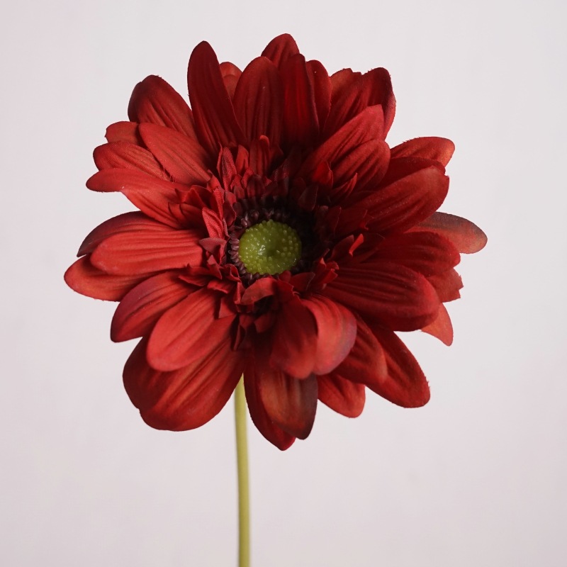 Feel moisturizing African chrysanthemum-Red