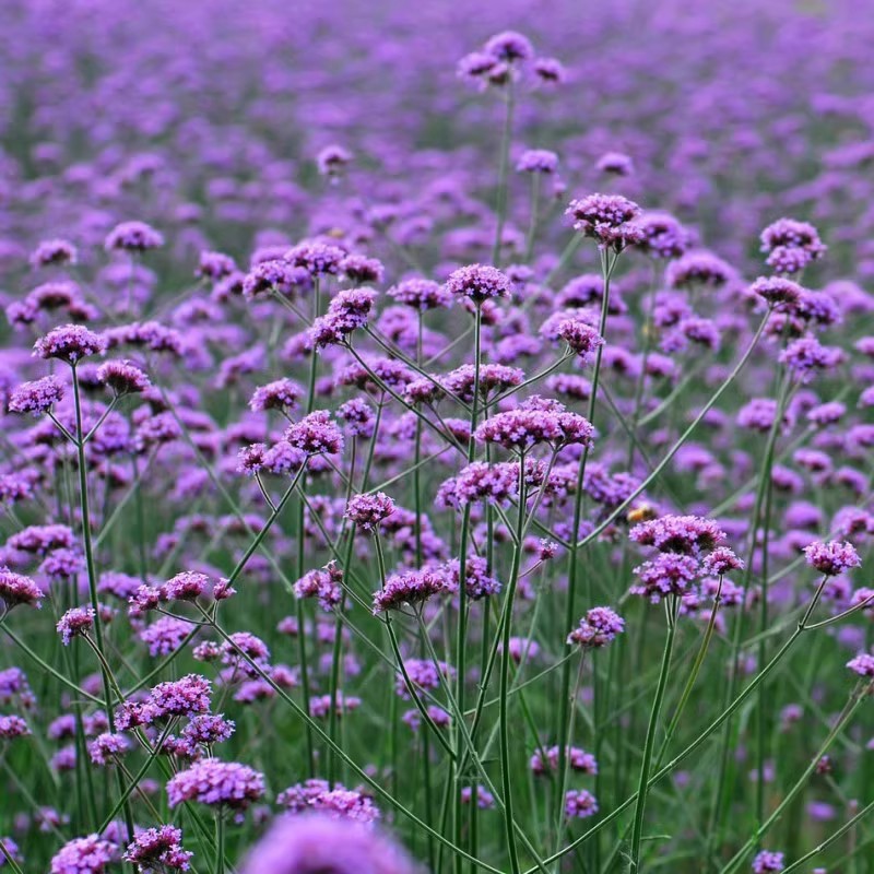Semillas de flores, semillas de flores.