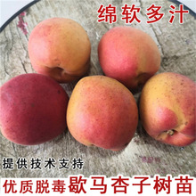 蜜罐白水杏树苗活苗南北方庭院地栽杏子树果苗盆栽嫁接大白杏当年