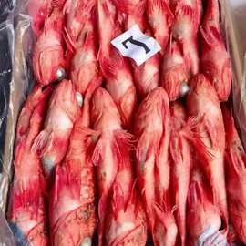 鲜冻红石斑鱼海捕龙胆鱼整条冷冻富贵鱼新鲜长寿鱼红鱼大眼鱼海鱼