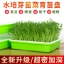 水培种植托盘架育苗盘阳台