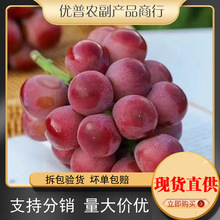 辽宁妮娜皇后新鲜水果葡萄包邮应当季水果葡萄妮娜皇后一件代发