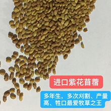 苜蓿芽 苜蓿芽品牌 图片 价格 苜蓿芽批发 阿里巴巴