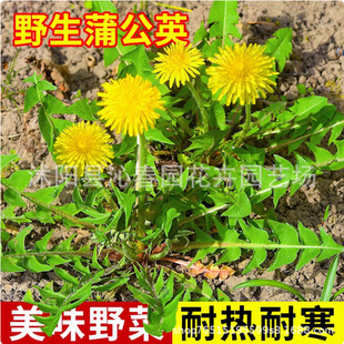 ���r�ѹ�Ӣ�������Ŷ����N���缃ɽ�����S���ض�ʳ��500gș�İ��]