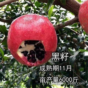 �������\��ʯ�����������ܛ�Ѵ�ʯ�������Ե���ͥԺ���䮔��Y��