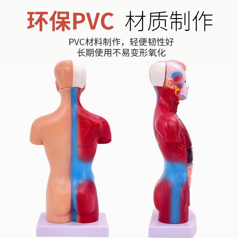 28cm�������ɽ���ģ�����ٿɲ�жҽѧ��ѧ��������ģ�Ͷ�ͯ���