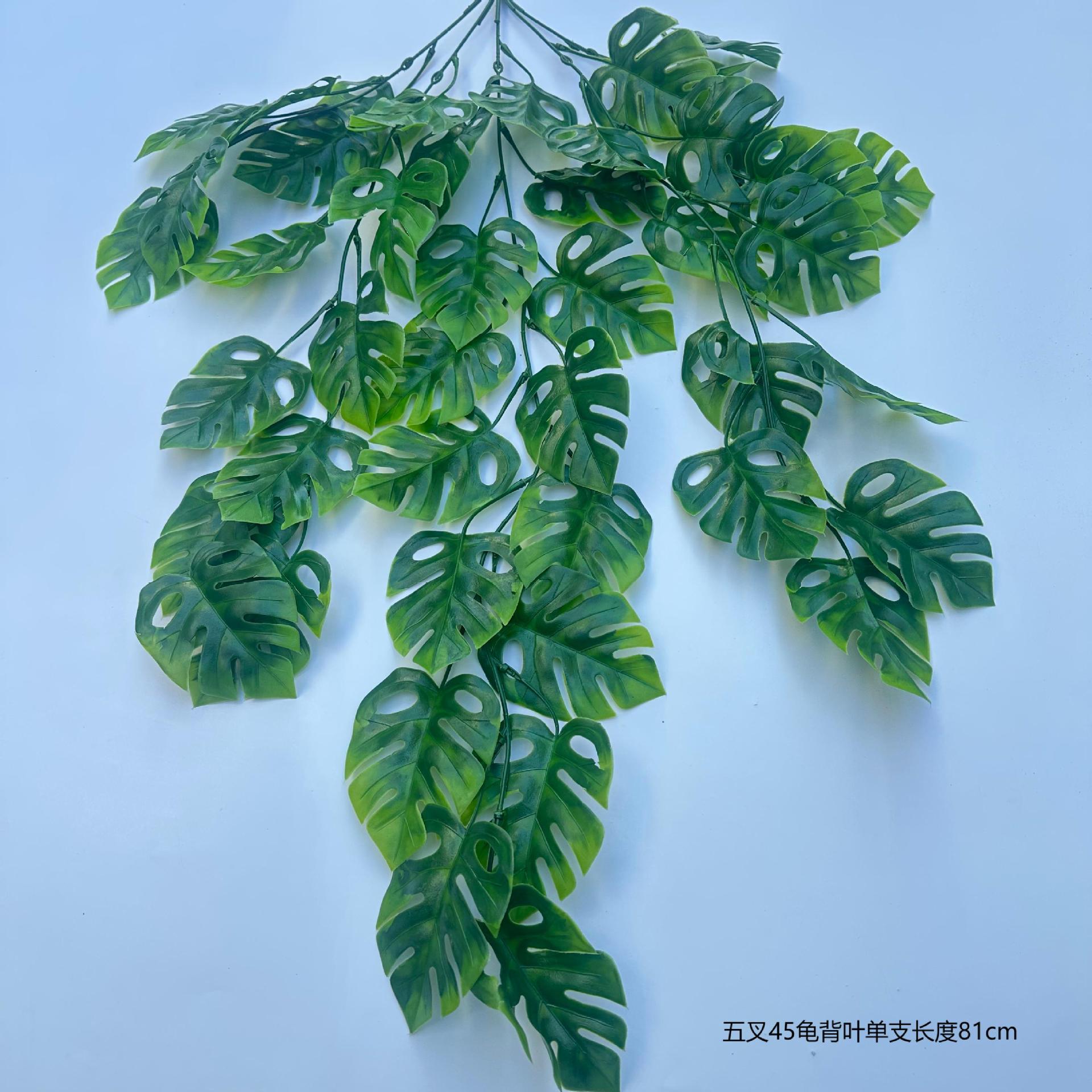 거북잎