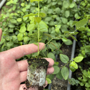 �M��Ó���{ݮ�� �{ݮ̦�\�� �ϸ� ����Ѩ�P�{ݮ��