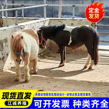小矮马养殖厂家 矮马价格 矮马到底有多大有多高 宠物小马活体