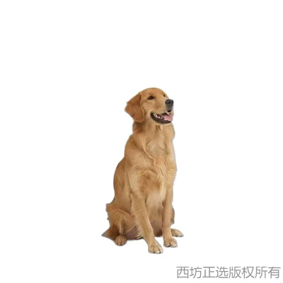 Barrier Dog Cat: Other Automotive Safety Supplies
