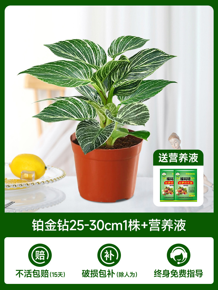 백금다이아몬드 25-30cm 식물 1개 + 영양액 2개 [수경재배/토양재배 가능]