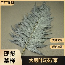 幻花永生花配叶蕨叶金银彩色浮游花蕨叶diy新娘头饰花环车挂材料