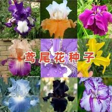 蓝花鸢尾种子花籽燕尾四季播种开花易活庭院景观绿化盆栽耐阴种孑