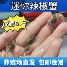 迷你辣椒蟹观赏蟹水族批发小螃蟹相手蟹寄居蟹摆摊活的小螃蟹