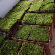 ̦�\�r��װl�\����\��̦�r���Bƿ�\΢���^��ƺֲ���̺ͥԺܛ�b