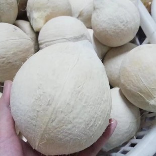 海南牛奶椰皇新鲜当季水果椰青椰汁椰白老椰子肉椰奶冻包邮孕妇水-阿里巴巴