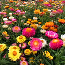 切花麦秆菊花种花籽子四季播种花期长庭院观花易活开花快种子耐旱