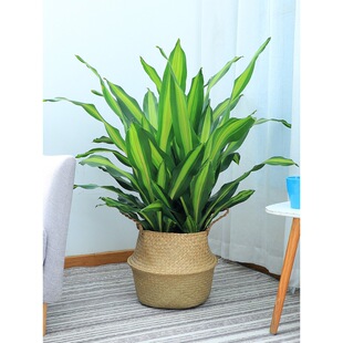 Golden Heart Yemeni Iron Potted Plant Three Plants Combination Indoor Shade-Tolerant Formaldehyde-Absorbing Three Plants Golden Heart Yemeni Iron Green Plant