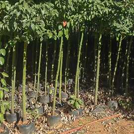 2401苗圃批发供应 香樟树袋苗 2-3cm 复绿树苗 植树节 生态造林苗