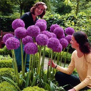 Large Green Onion Bulbs Imported from the Netherlands, Cold-Resistant Flower Potted Plants, Courtyard Ground Green Onion Flower Bulbs, Easy to Live in All Seasons