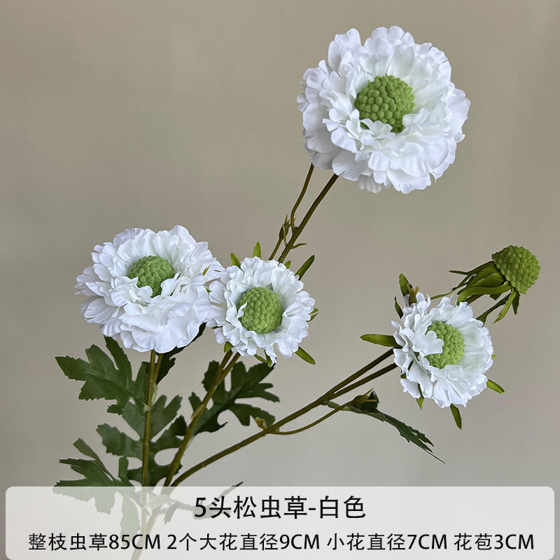 5 헤드 Cordyceps sinensis