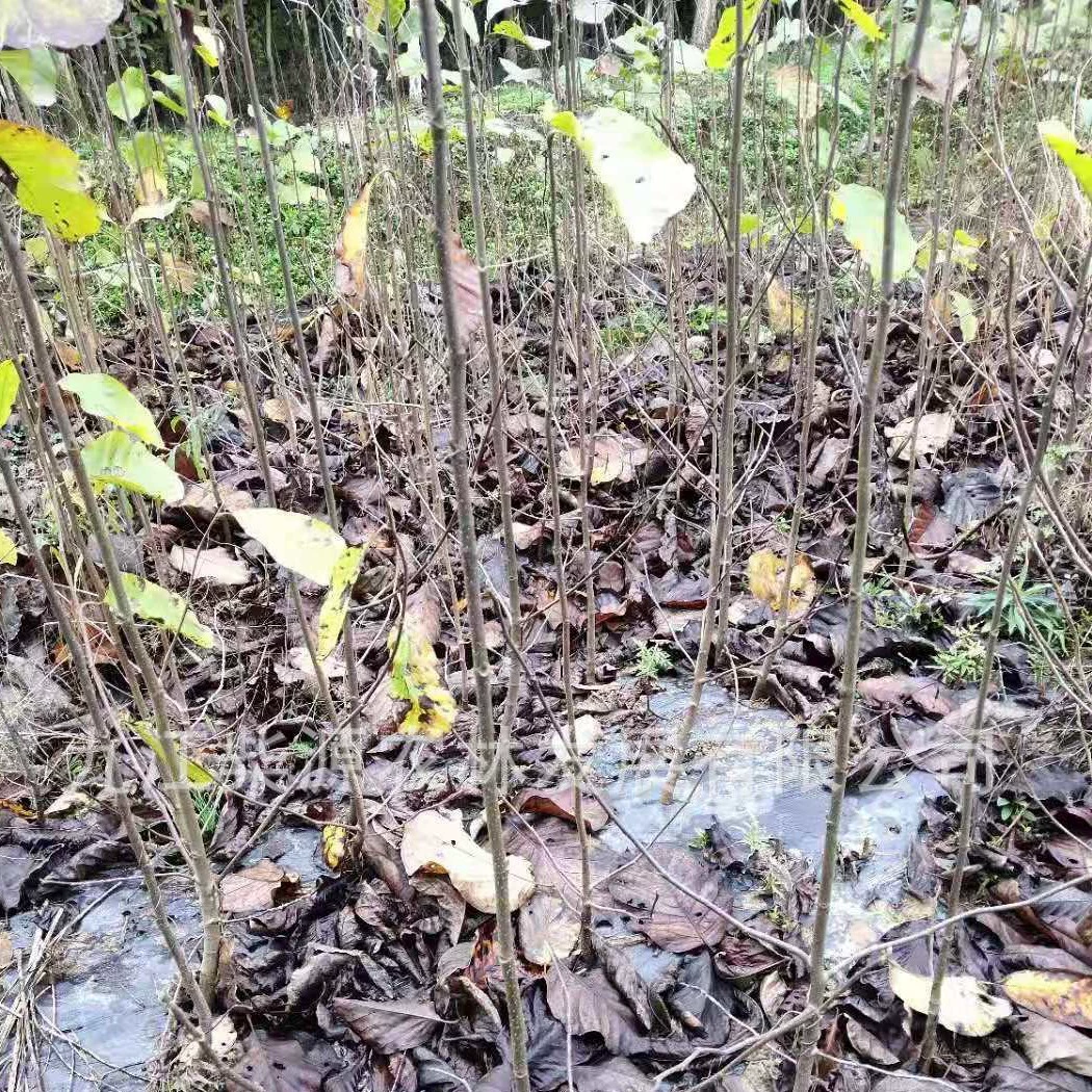 【Листопадное дерево】Молодой магнолии Магнолия 10cm Магнолия 15cm Магнолия 5cm