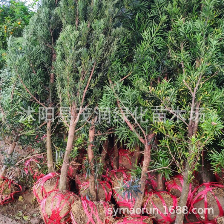 Натуральный тип дерева Podocarpus Рассада Рисовый лист Podocarpus Сосна Птица Язык Podocarpus Вечнозеленый Зеленая посадка Сад Вилла Озеленение Рассада